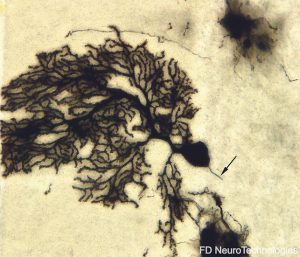 pk401-golgi-stain-kit
