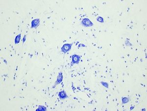 ps101-02-nissl-stain